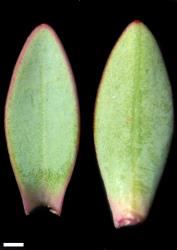 Veronica biggarii. Leaf surfaces, adaxial (left) and abaxial (right). Scale = 1 mm.
 Image: W.M. Malcolm © Te Papa CC-BY-NC 3.0 NZ